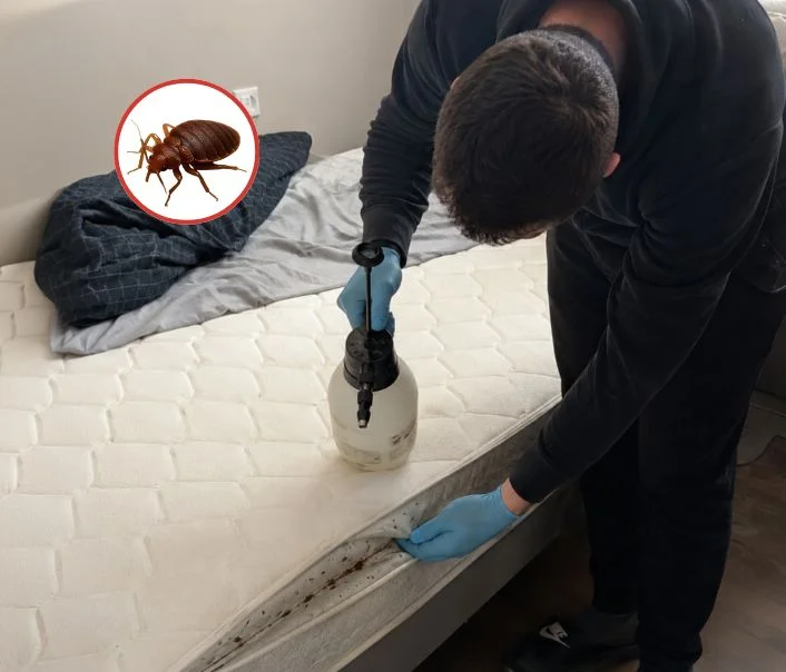 Technicien traitant un matelas contre les punaises de lit à Villenoy